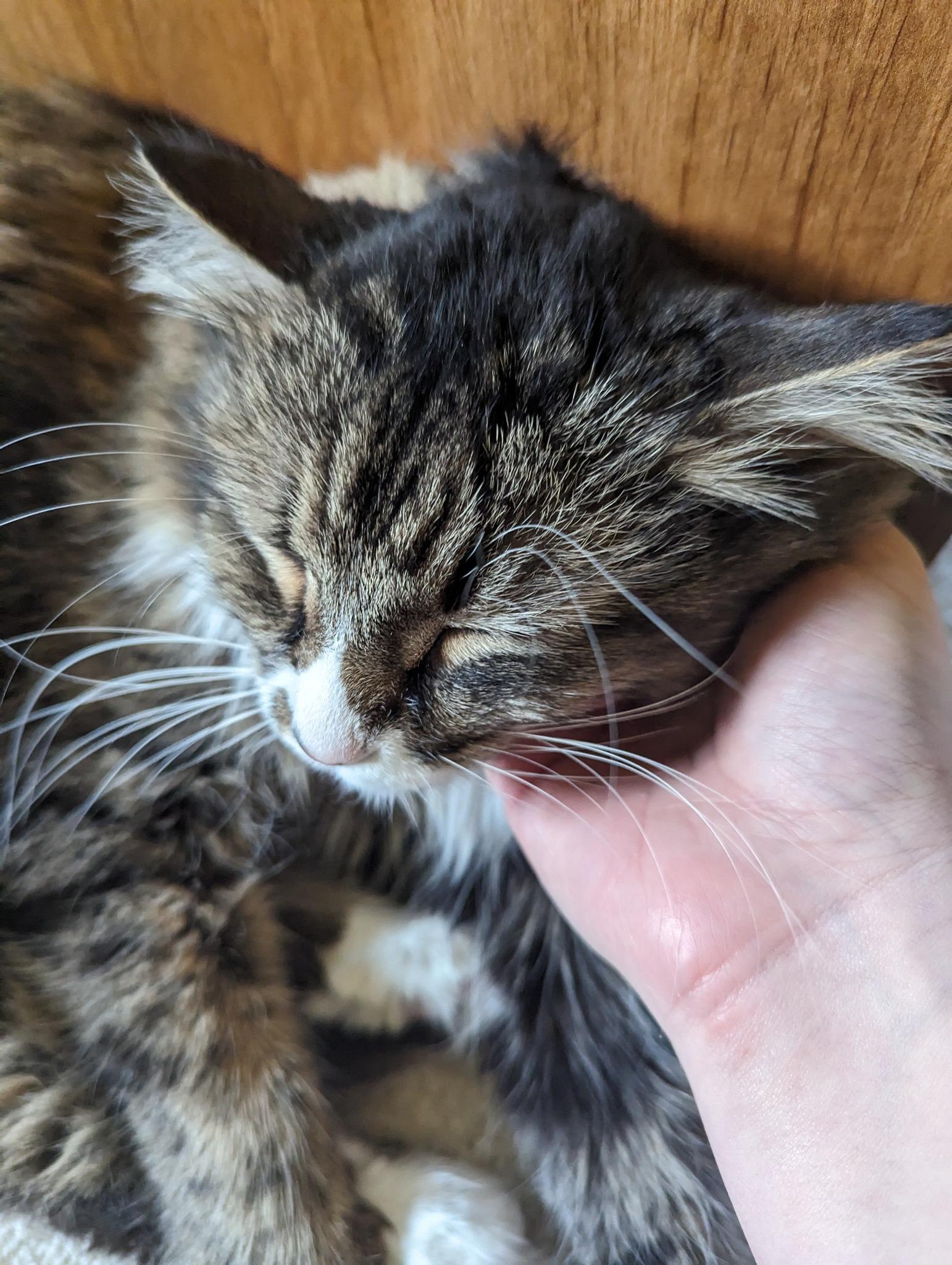 Enlarge Izzy, a Adoptable Domestic Long Hair in Landenberg, PA image 5/6