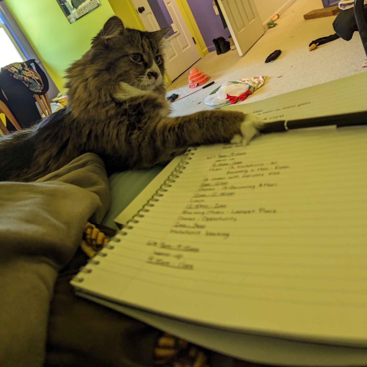 Enlarge Izzy, a Adoptable Domestic Long Hair in Landenberg, PA image 6/6