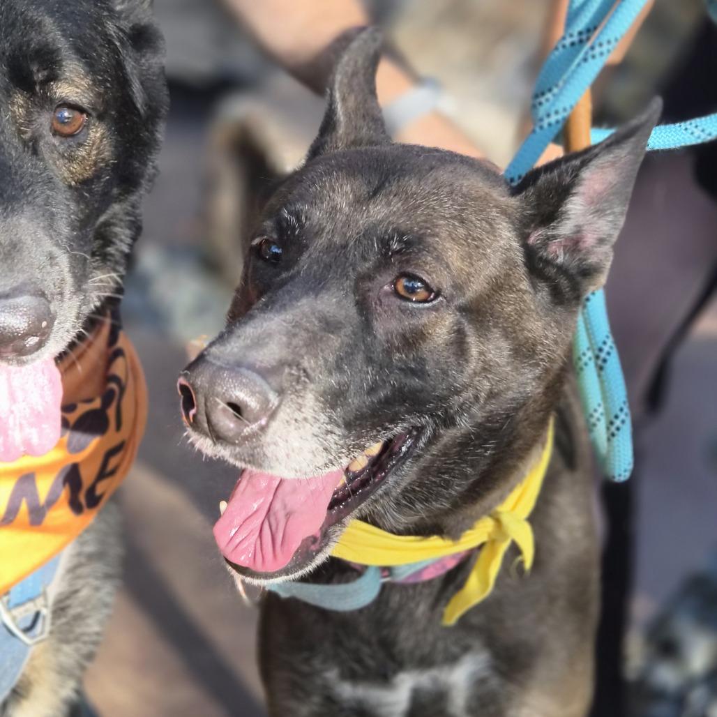 Dakota, Adoptable, Senior Female German Shepherd Dog & Mixed Breed.