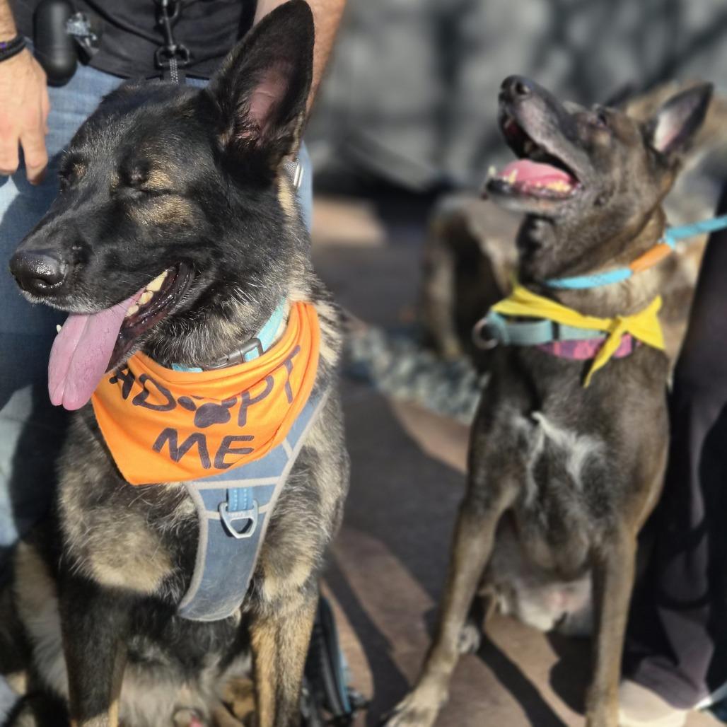 Enlarge Dakota, a Adoptable mixed breed in Las Vegas, NV image 2/2