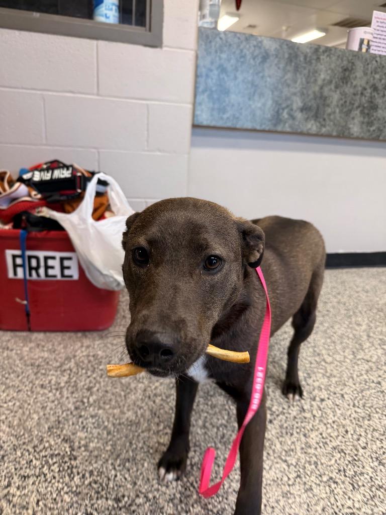 Lucy, Adoptable, Young Female Labrador Retriever.