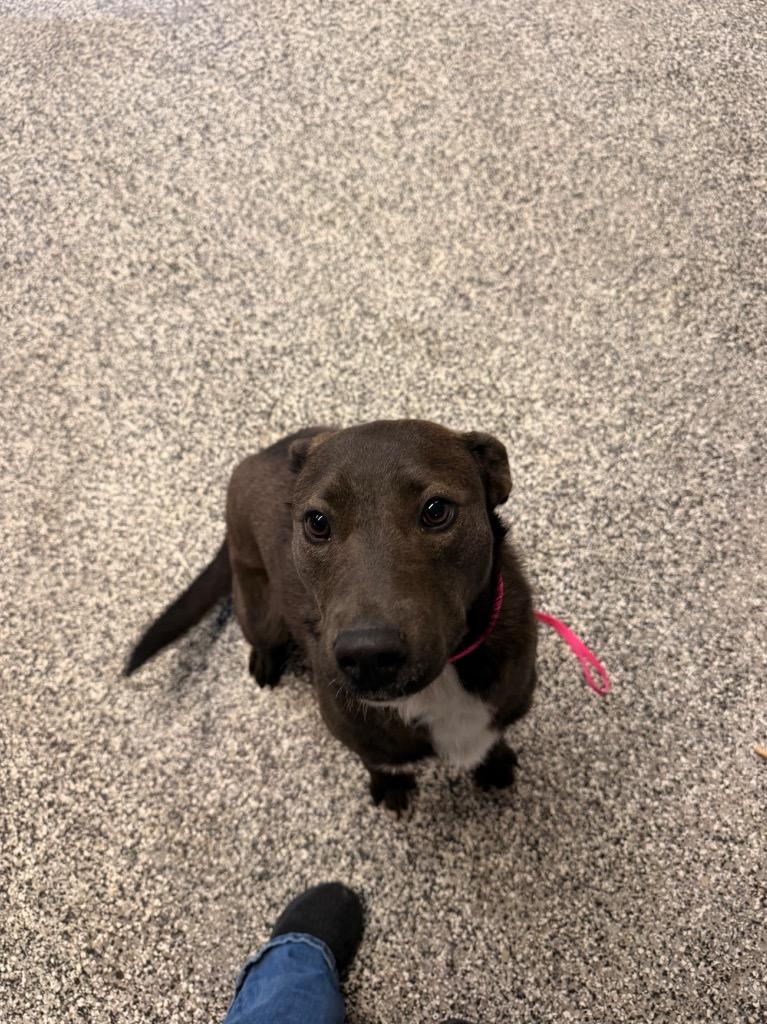 Enlarge Lucy, a Adoptable mixed breed in Hopkinsville, KY image 2/5