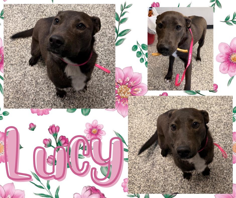 Enlarge Lucy, a Adoptable mixed breed in Hopkinsville, KY image 3/5
