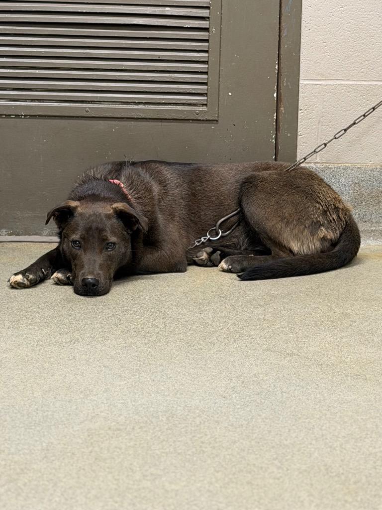 Enlarge Lucy, a Adoptable mixed breed in Hopkinsville, KY image 4/5