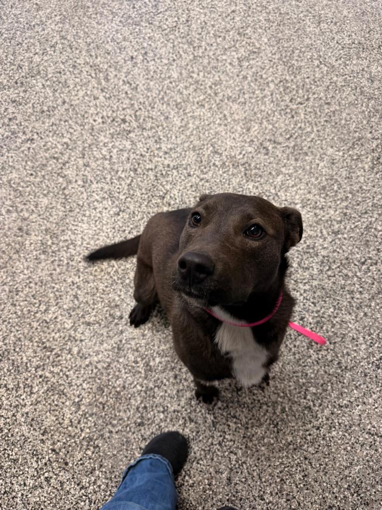 Enlarge Lucy, a Adoptable mixed breed in Hopkinsville, KY image 5/5