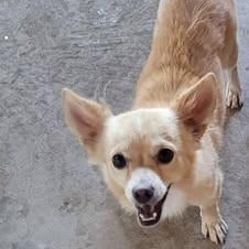 Rico
