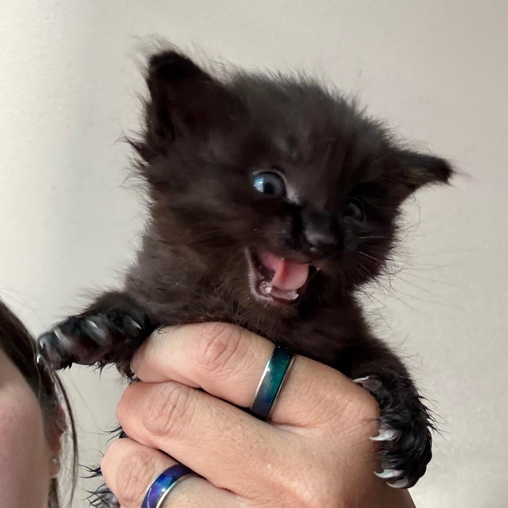 Enlarge Goober, a Adoptable Domestic Short Hair in Yucaipa, CA image 1/1