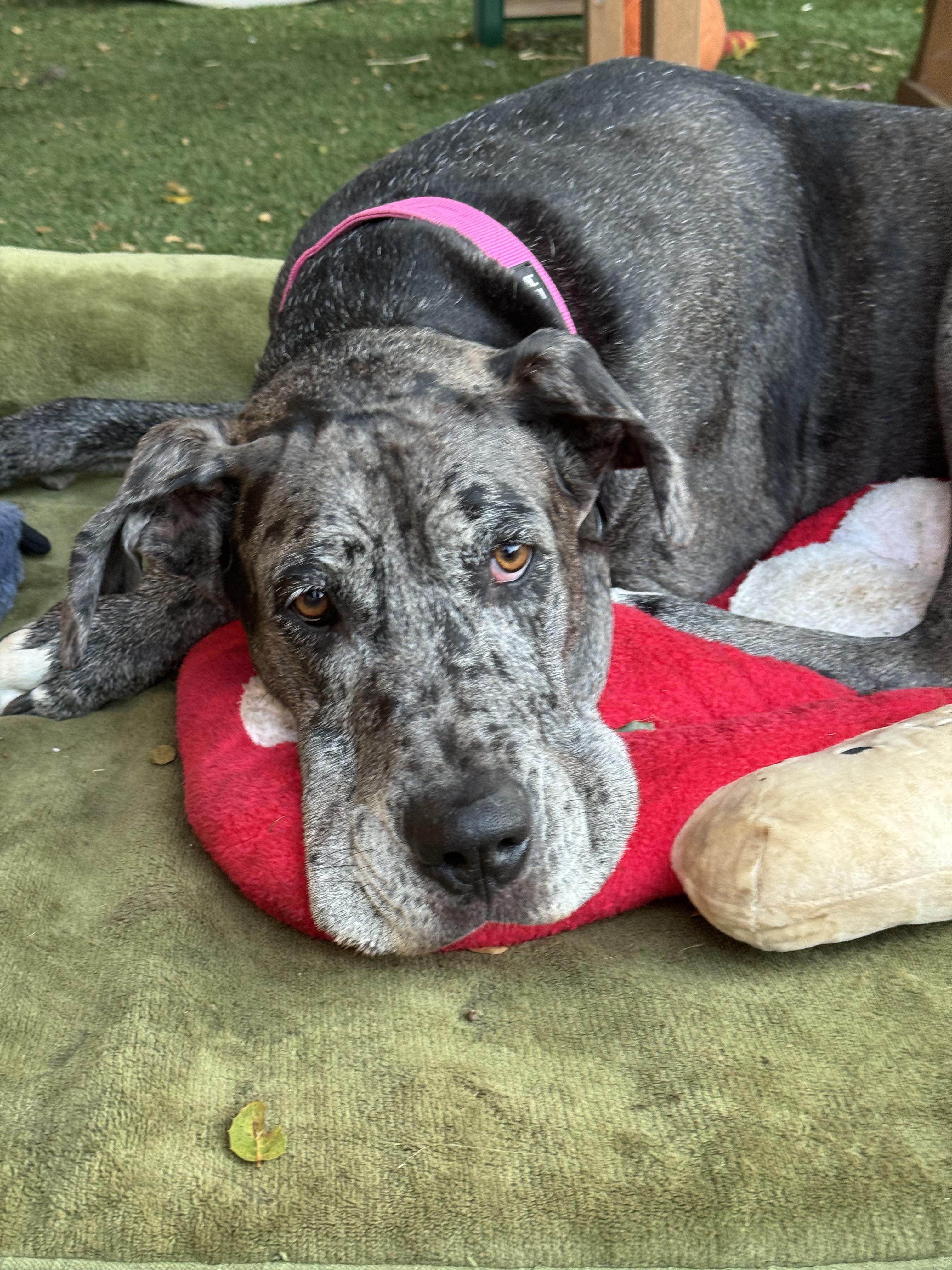 Luna, a ADOPTABLE Great Dane in Long Beach, CA image 2/3