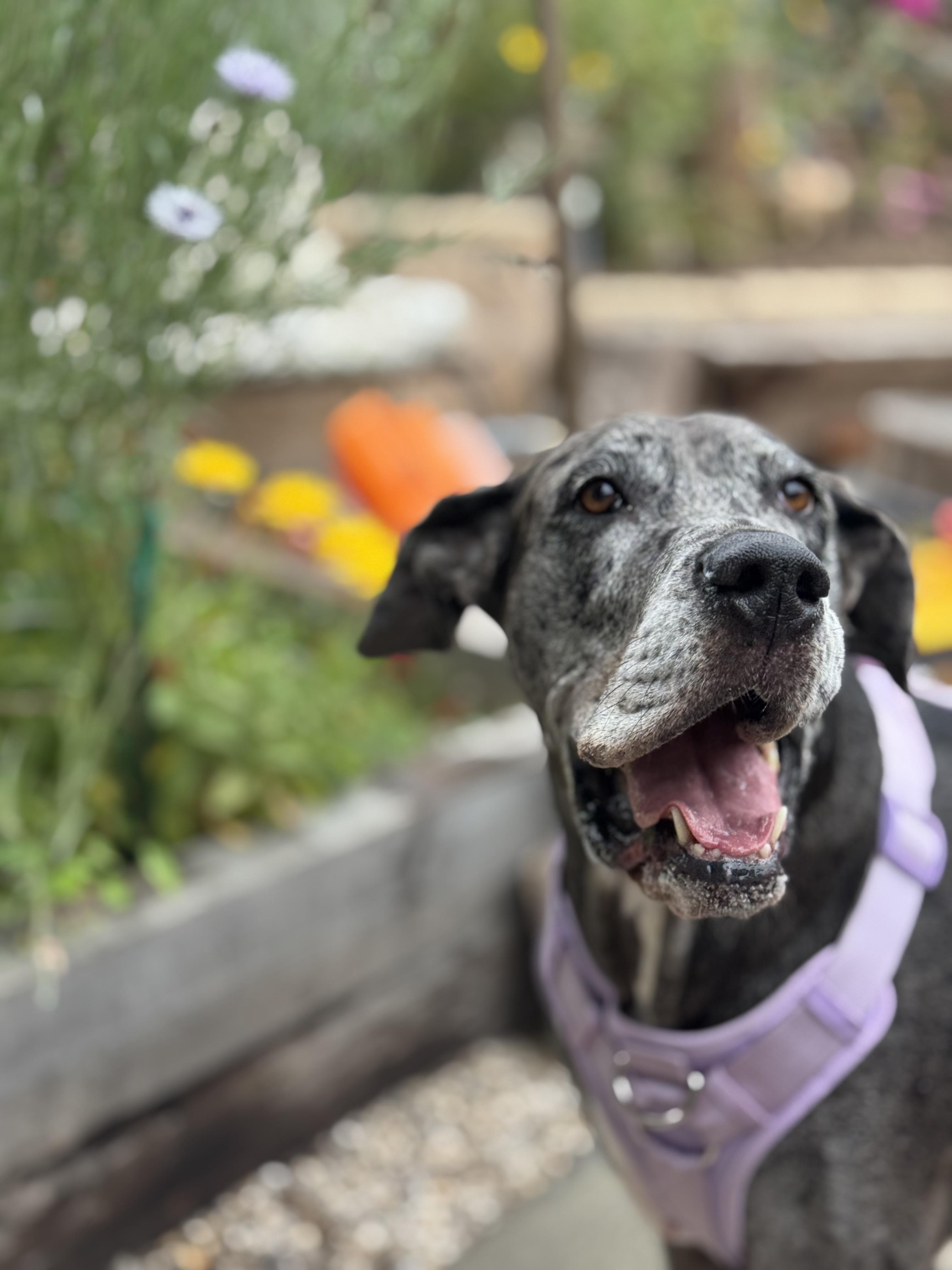 Luna, a ADOPTABLE Great Dane in Long Beach, CA image 3/3