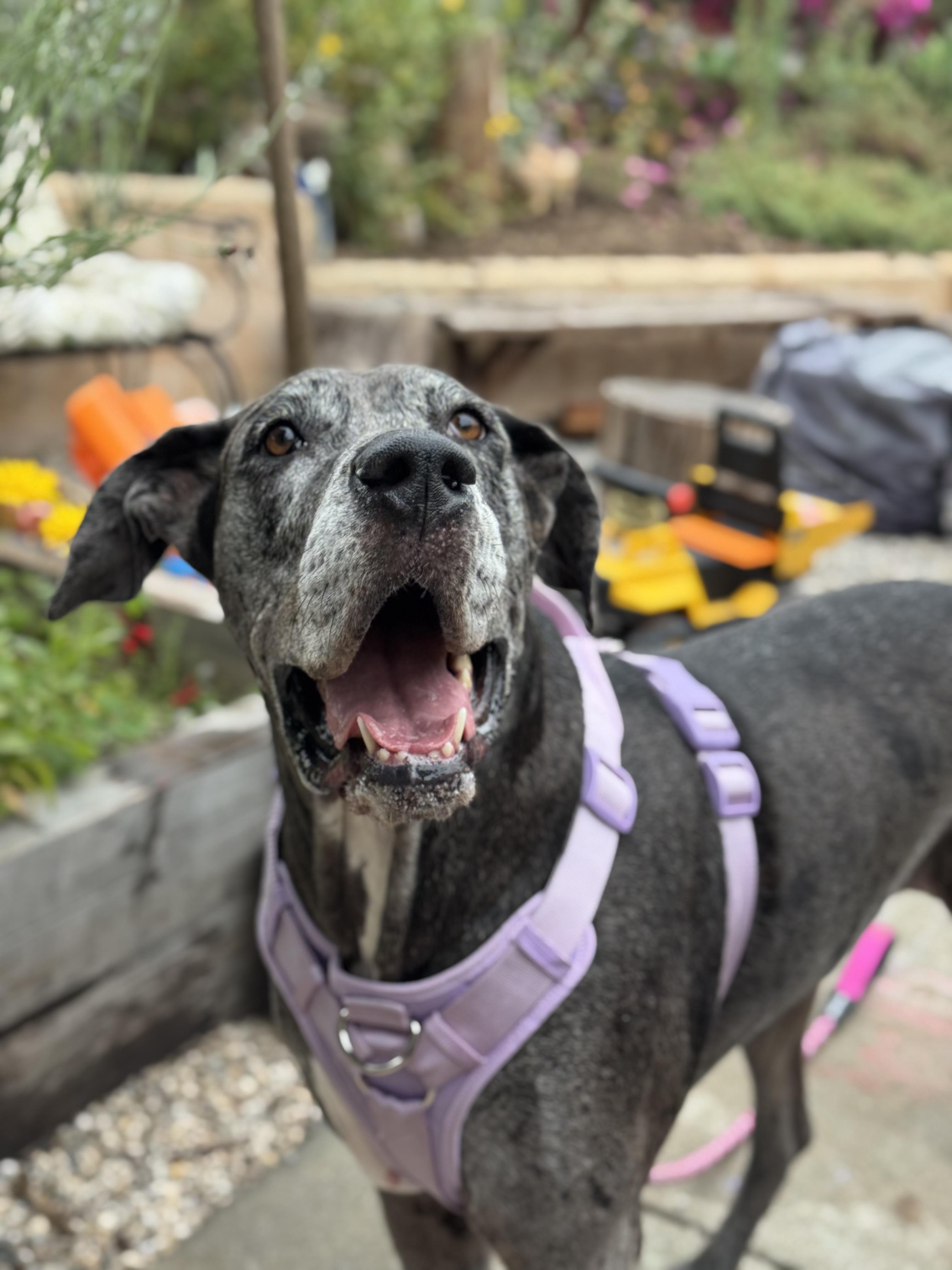 Luna, a ADOPTABLE Great Dane in Long Beach, CA image 1/3