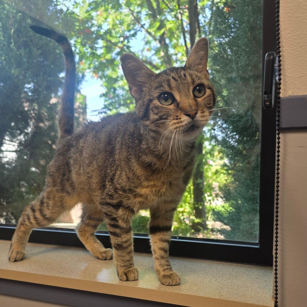 Toby, Adoptable, Senior Male Domestic Short Hair.