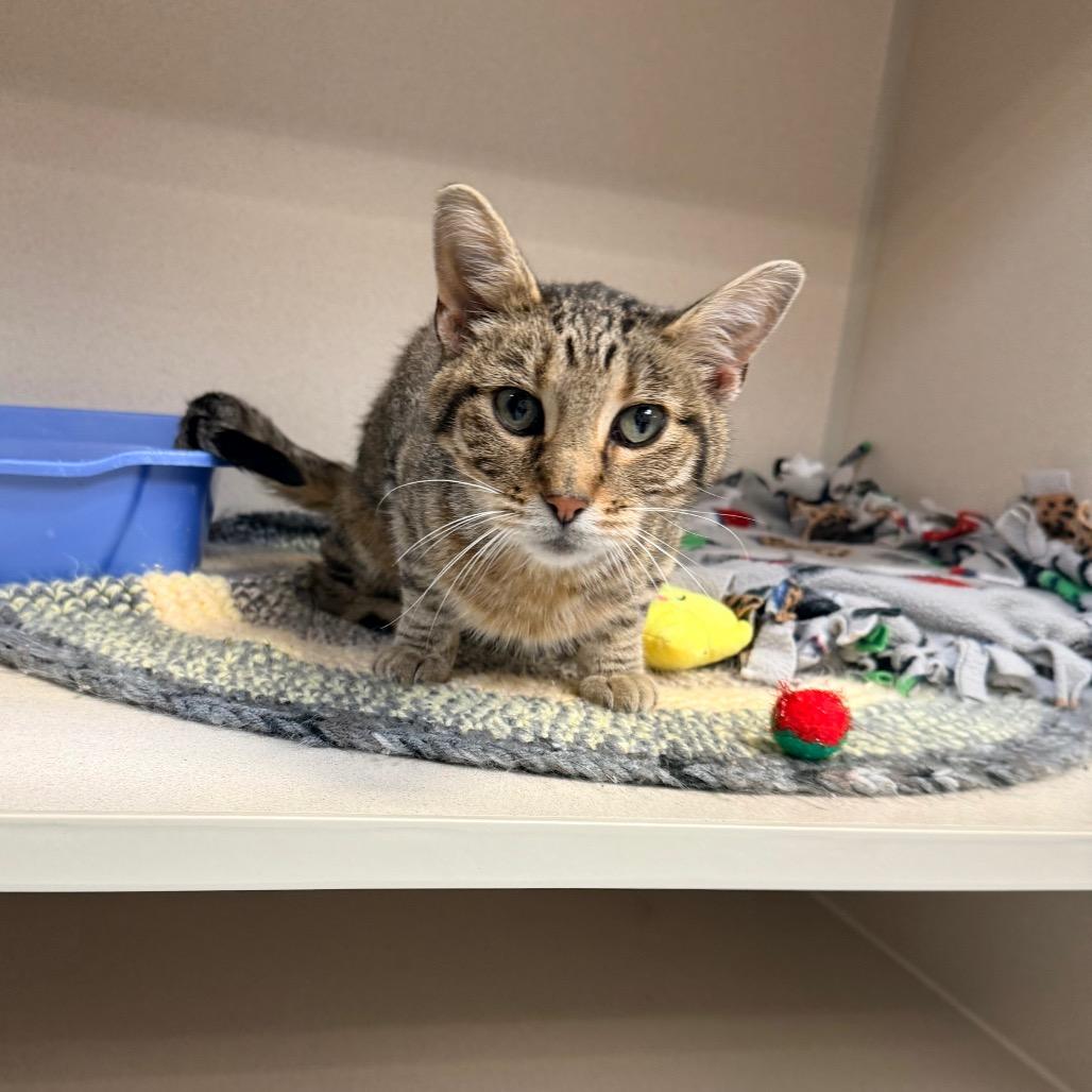 Enlarge Toby, a Adoptable Domestic Short Hair in Great Falls, MT image 2/5