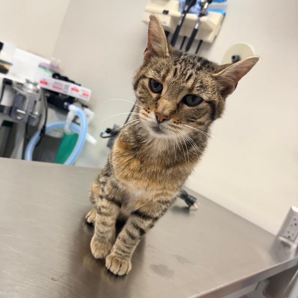 Enlarge Toby, a Adoptable Domestic Short Hair in Great Falls, MT image 3/5