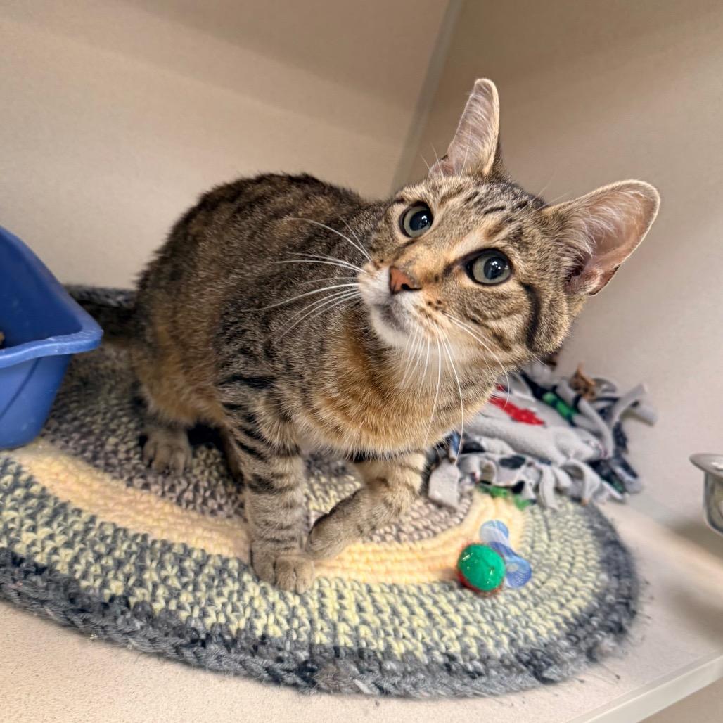 Enlarge Toby, a Adoptable Domestic Short Hair in Great Falls, MT image 4/5