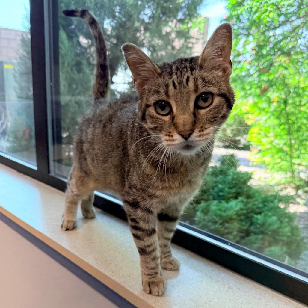 Enlarge Toby, a Adoptable Domestic Short Hair in Great Falls, MT image 5/5