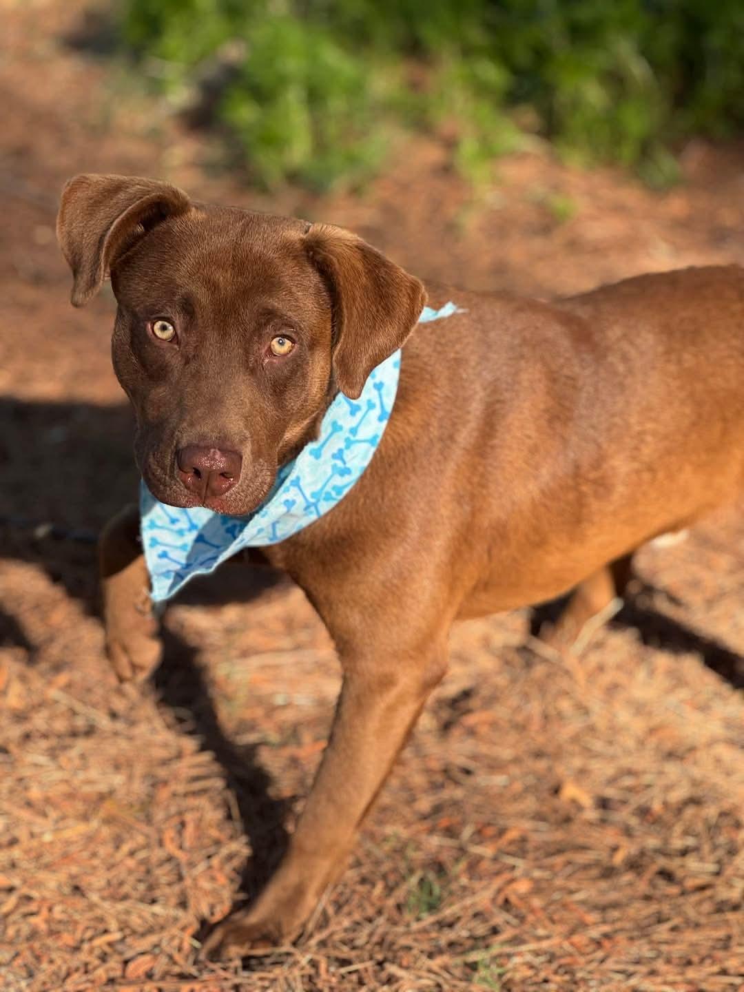 Enlarge Cosmo, a ADOPTABLE mixed breed in Sumter, SC image 1/1