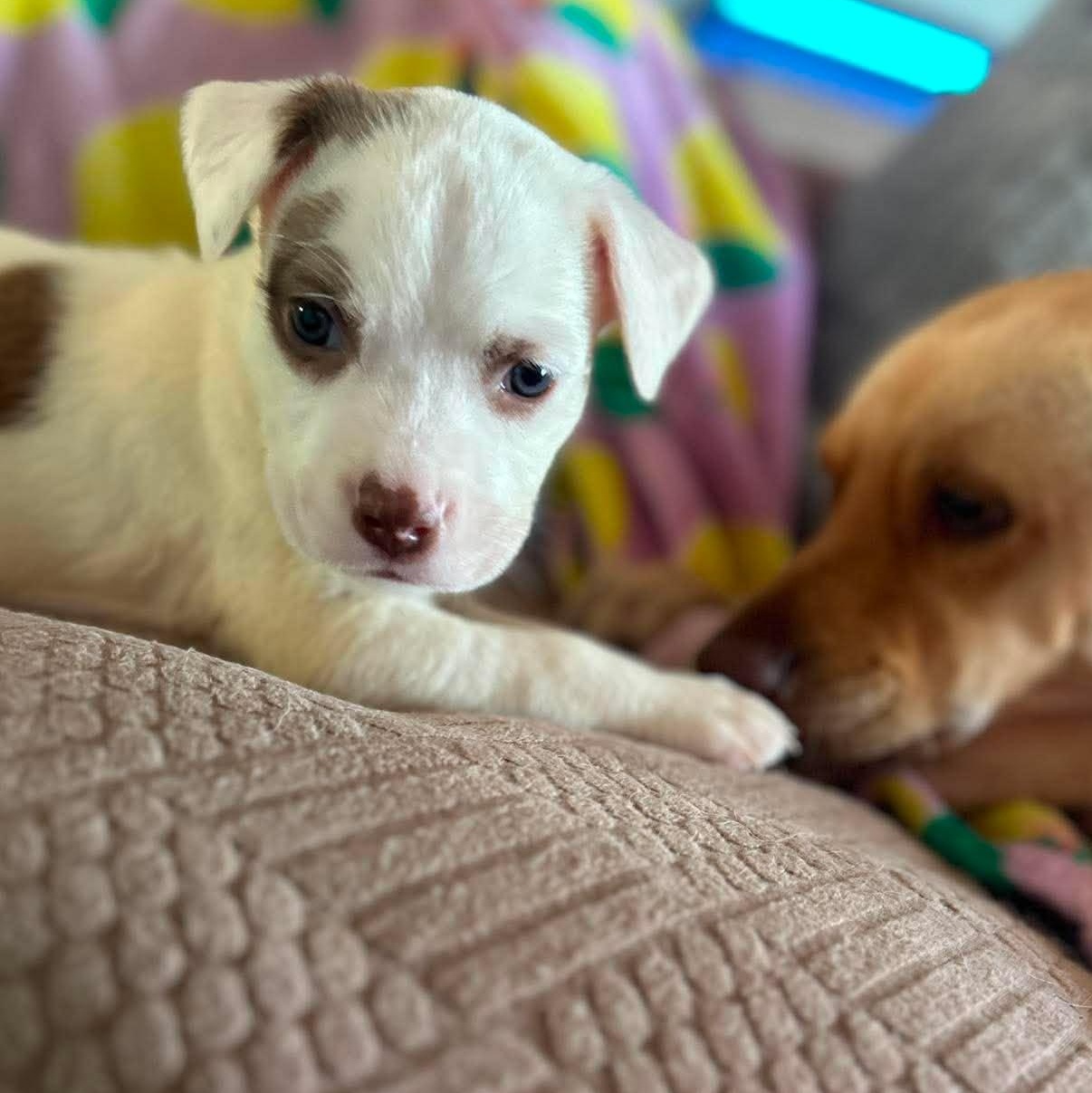 Mars, an adopted mixed breed in Kennewick, WA image 2/6
