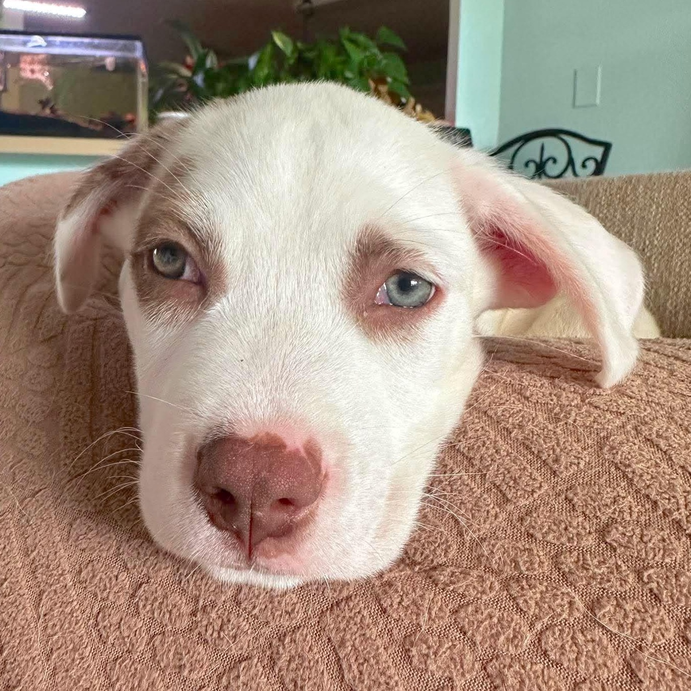 Mars, an adopted mixed breed in Kennewick, WA image 6/6