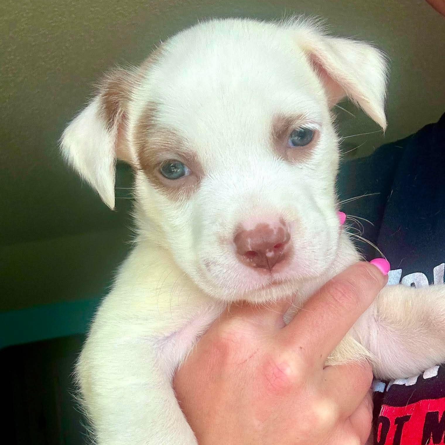 Mars, an adopted mixed breed in Kennewick, WA image 1/6