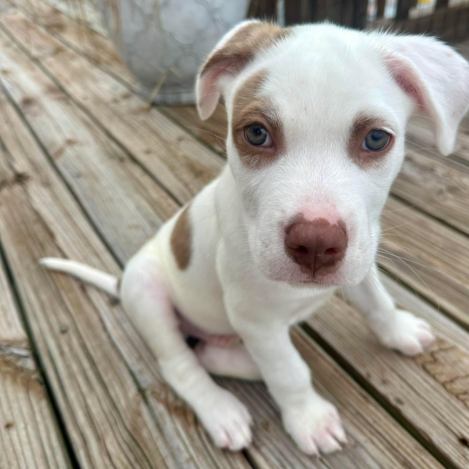 Mars, an adopted mixed breed in Kennewick, WA image 5/6