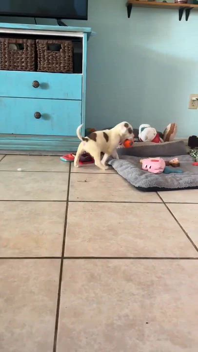 Enlarge Mars, an adopted mixed breed in Kennewick, WA video 3/6