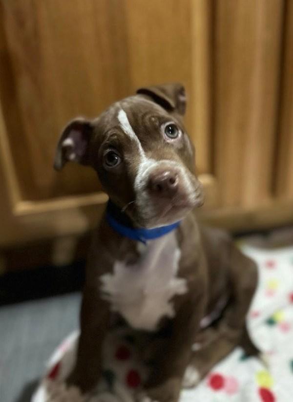 Enlarge Beef Tips, a Adoptable mixed breed in Knoxville, TN image 1/1