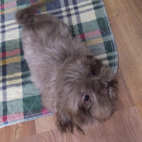 Enlarge NESTLE, a Adopted Shih Tzu in Trufant, MI image 2/4