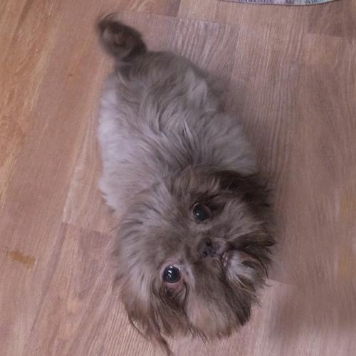 Enlarge NESTLE, a Adopted Shih Tzu in Trufant, MI image 3/4