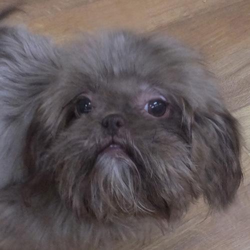 Enlarge NESTLE, a Adopted Shih Tzu in Trufant, MI image 1/4