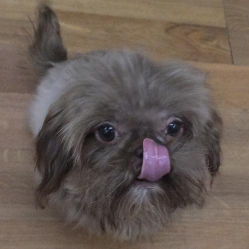 Enlarge NESTLE, a Adopted Shih Tzu in Trufant, MI image 4/4