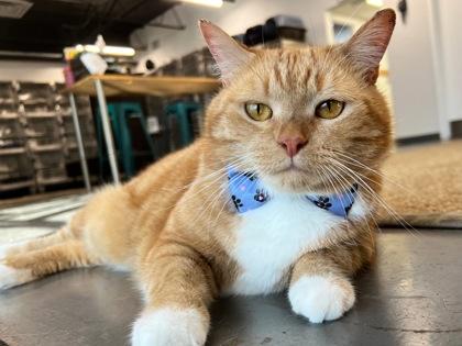 Enlarge Paddington, a Adoptable mixed breed in Sanford, FL image 1/3