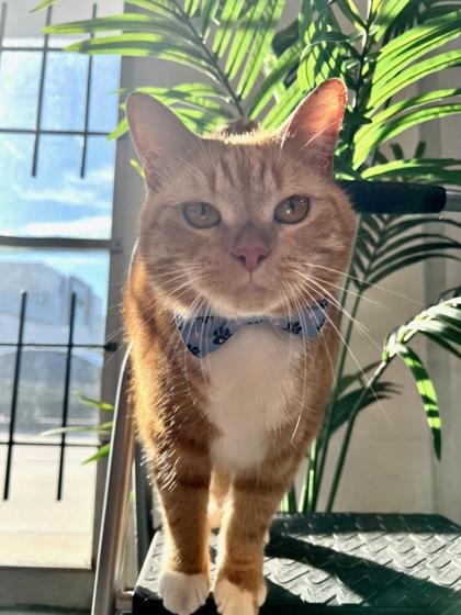 Enlarge Paddington, a Adoptable mixed breed in Sanford, FL image 2/3