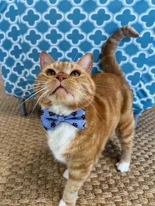 Enlarge Paddington, a Adoptable mixed breed in Sanford, FL image 3/3