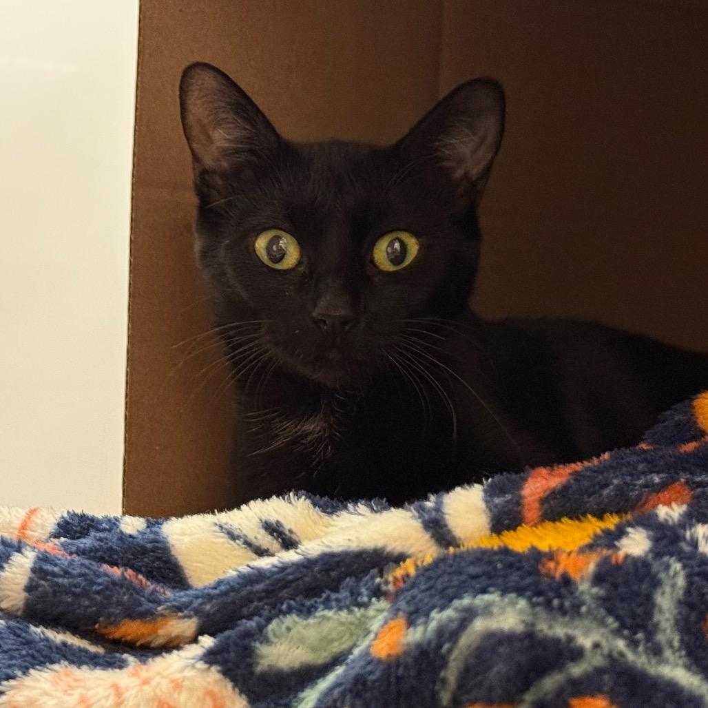 Allie, Adoptable, Young Female Domestic Medium Hair.