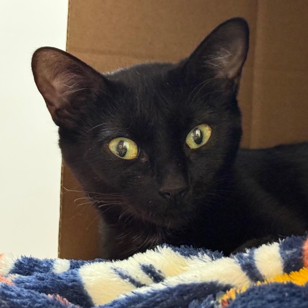 Enlarge Allie, a Adoptable Domestic Medium Hair in Ballston Spa, NY image 2/3