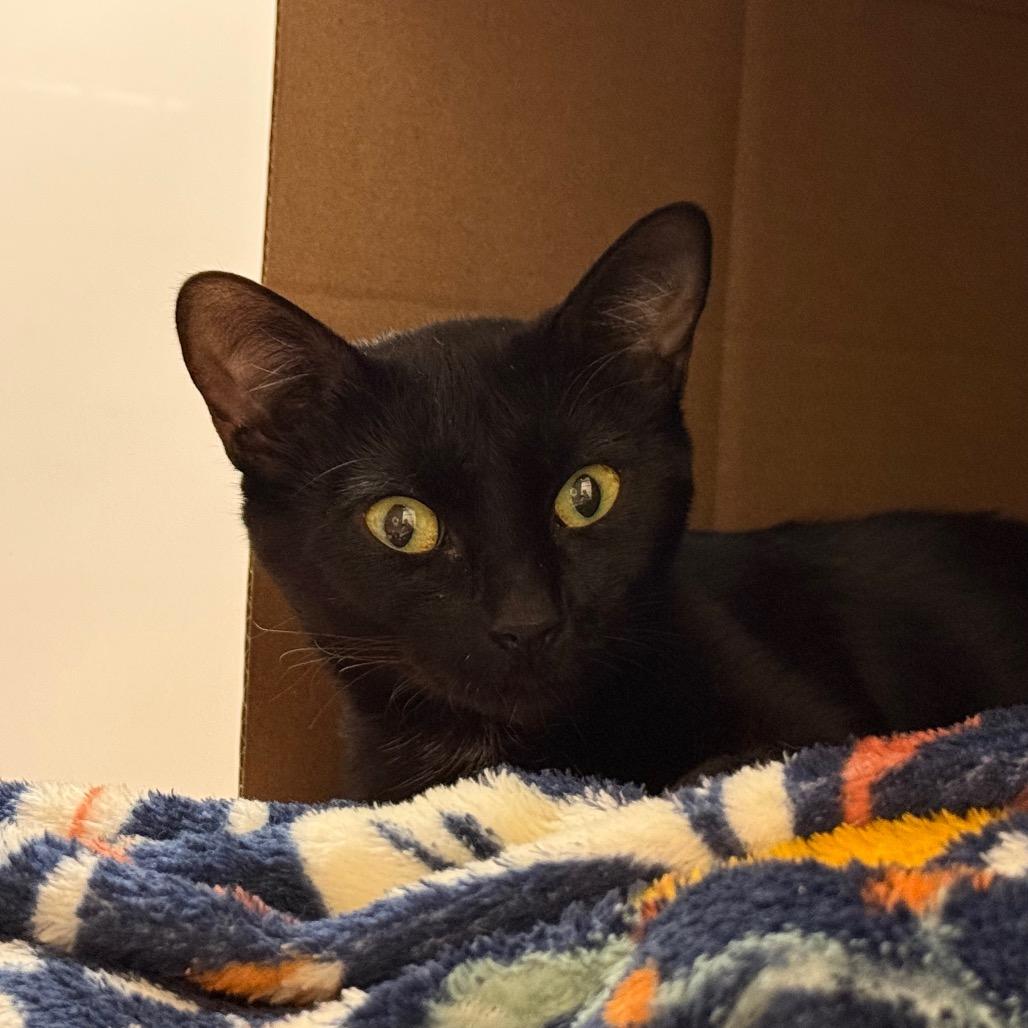 Enlarge Allie, a Adoptable Domestic Medium Hair in Ballston Spa, NY image 3/3