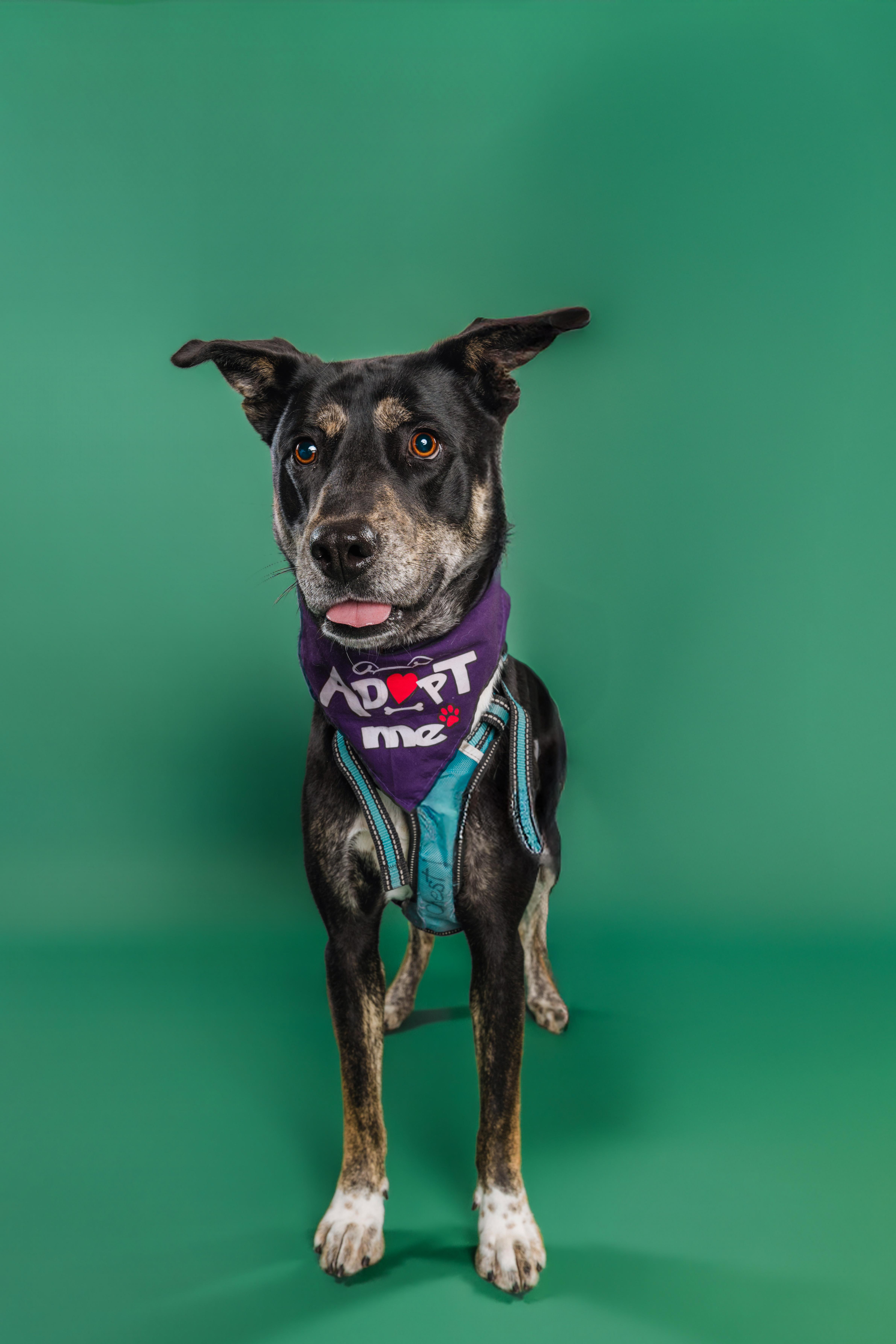 Starlight - AVAILABLE TO FOSTER OR ADOPT, a Adoptable mixed breed in Clayton, NC image 2/6