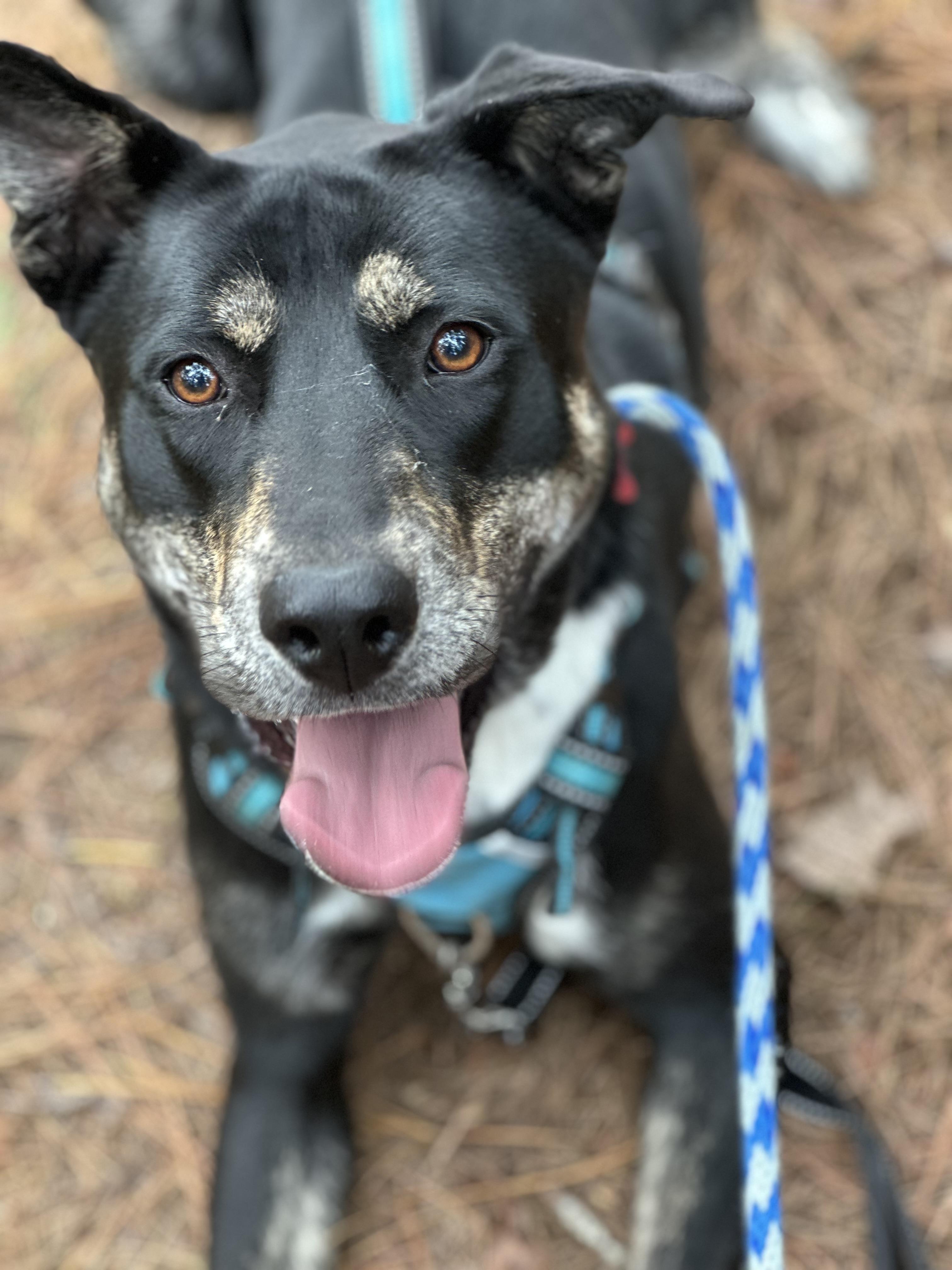Starlight, a Adoptable mixed breed in Clayton, NC image 2/5