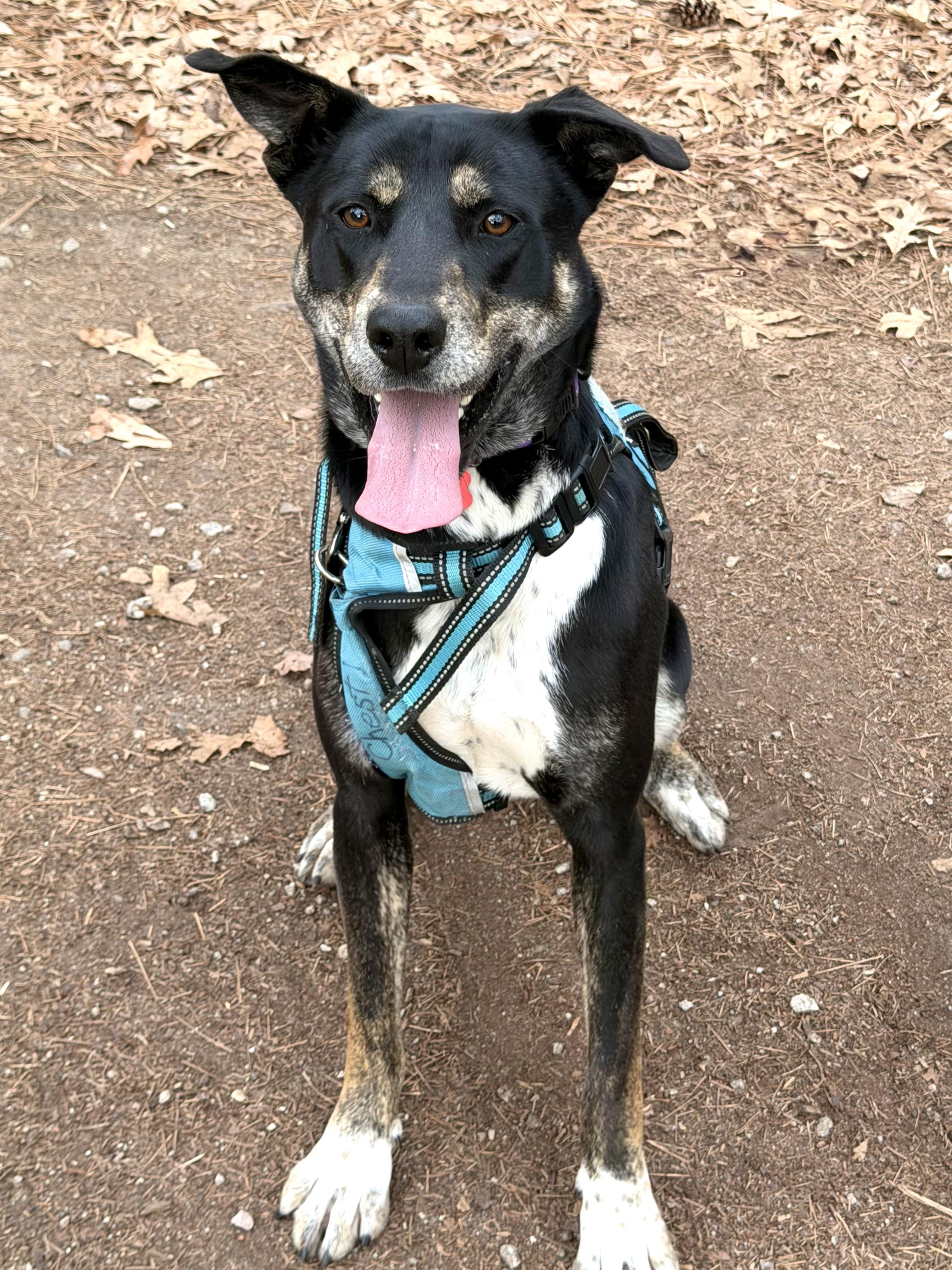 Starlight - AVAILABLE TO FOSTER OR ADOPT, a Adoptable mixed breed in Clayton, NC image 4/6