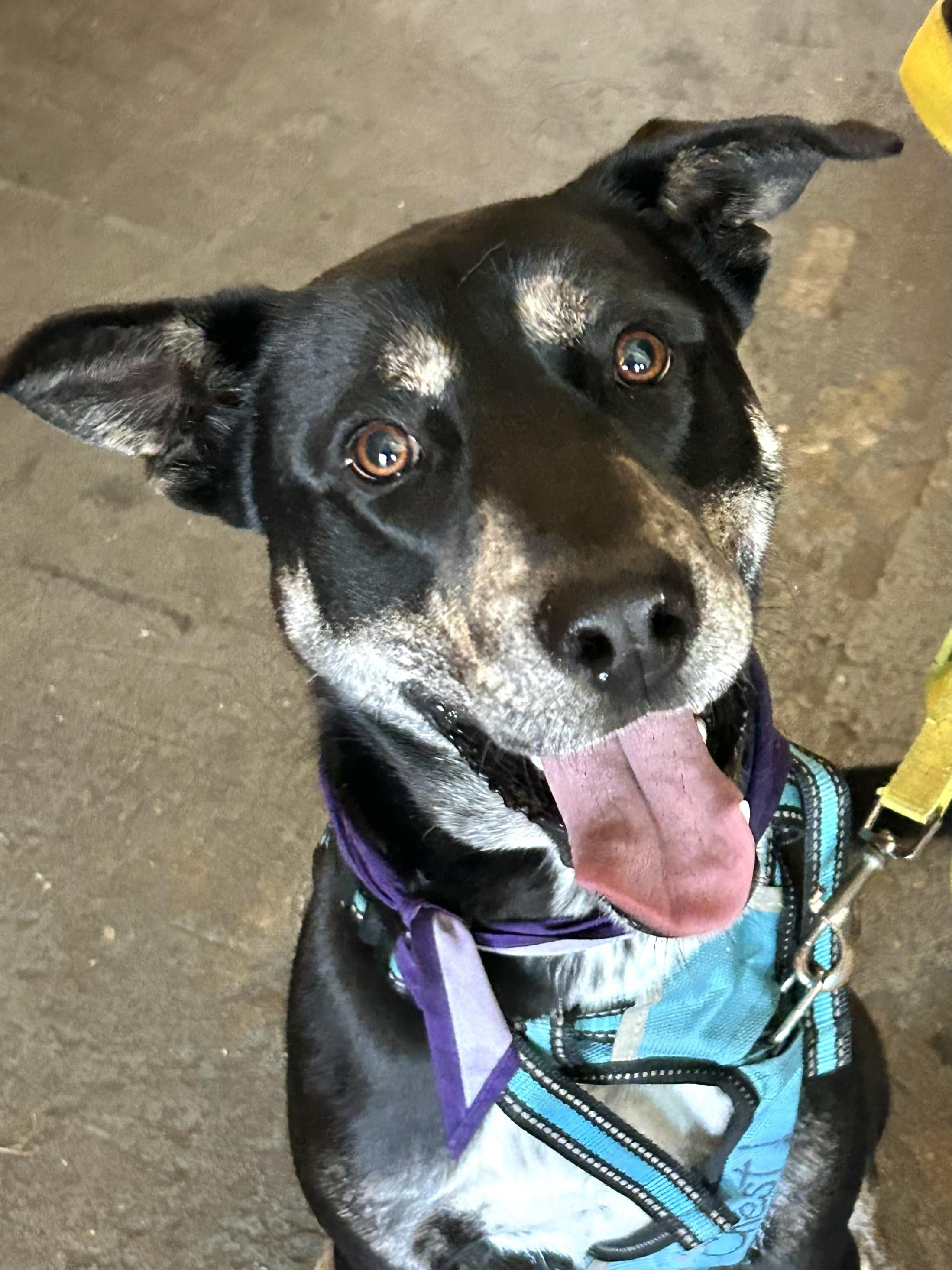 Starlight, Adoptable, Adult Female Shepherd & Hound.