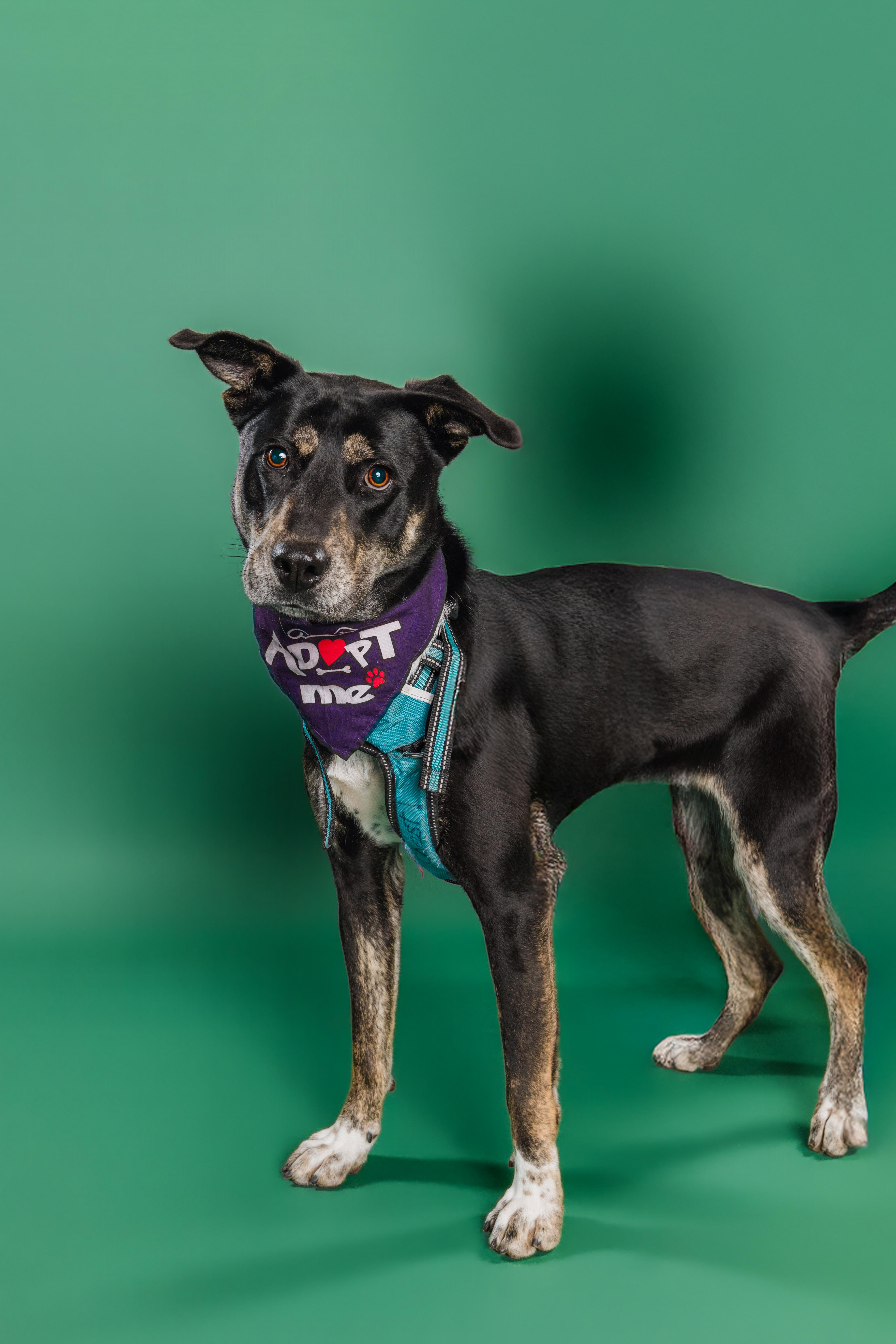 Starlight - AVAILABLE TO FOSTER OR ADOPT, a Adoptable mixed breed in Clayton, NC image 1/6