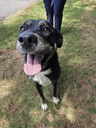 Starlight, a Adoptable mixed breed in Clayton, NC image 3/5