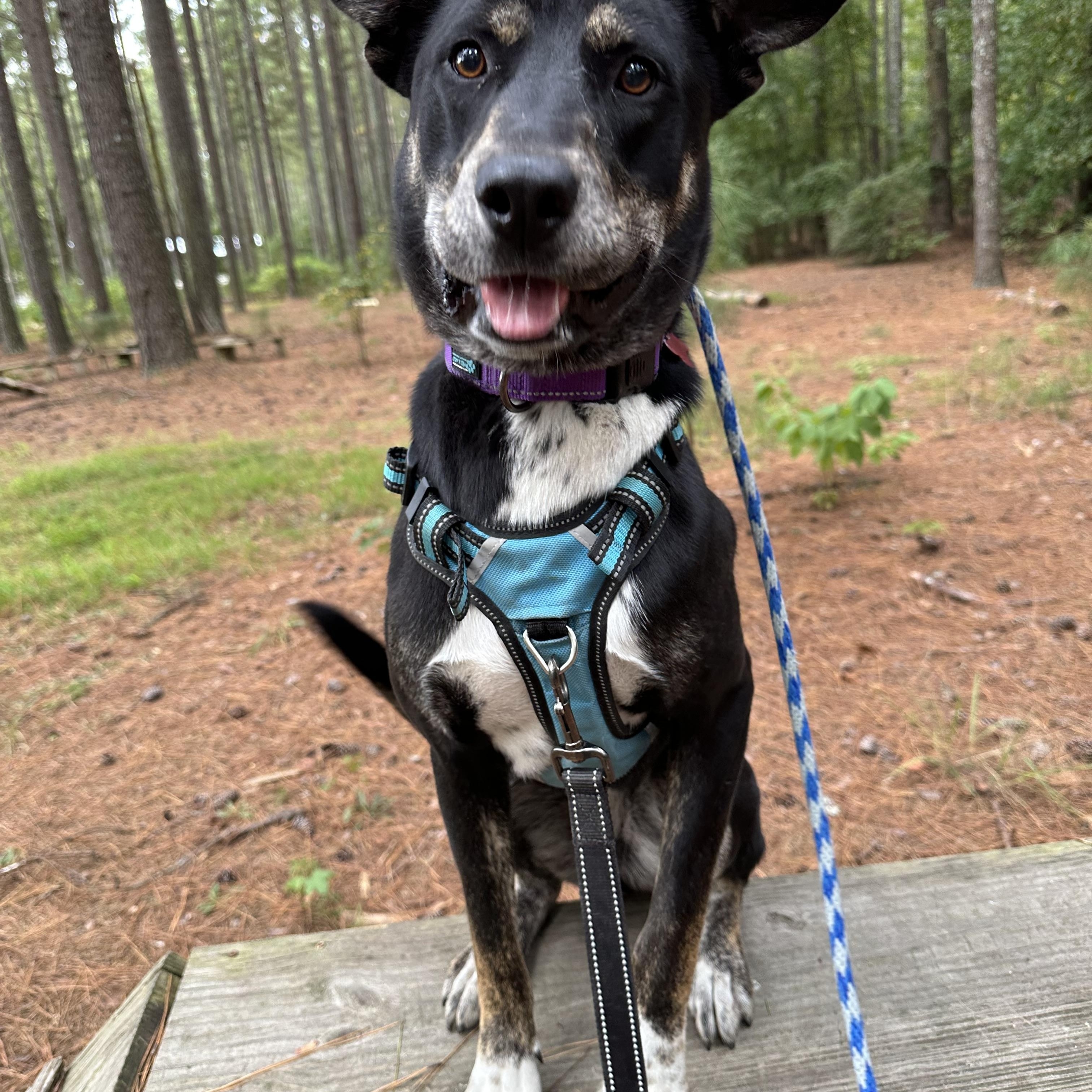 Starlight, a Adoptable mixed breed in Clayton, NC image 4/5