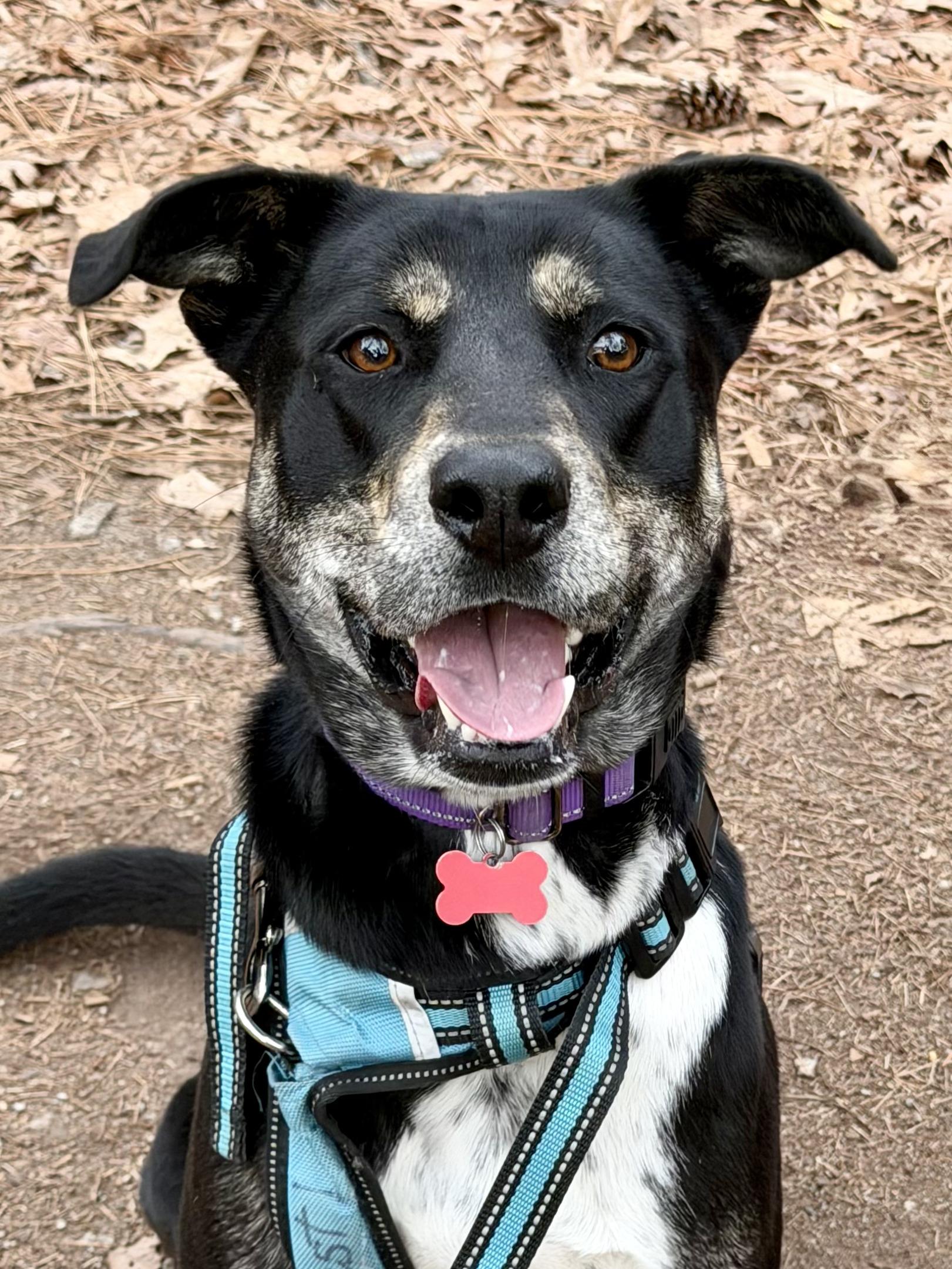 Starlight - AVAILABLE TO FOSTER OR ADOPT, Adoptable, Adult Female Shepherd & Hound.