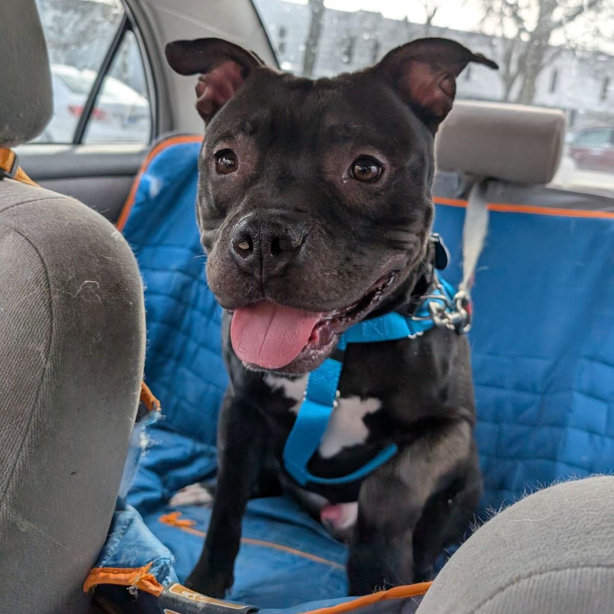 Bernie, a Adoptable Pit Bull Terrier in Chicago, IL image 3/6