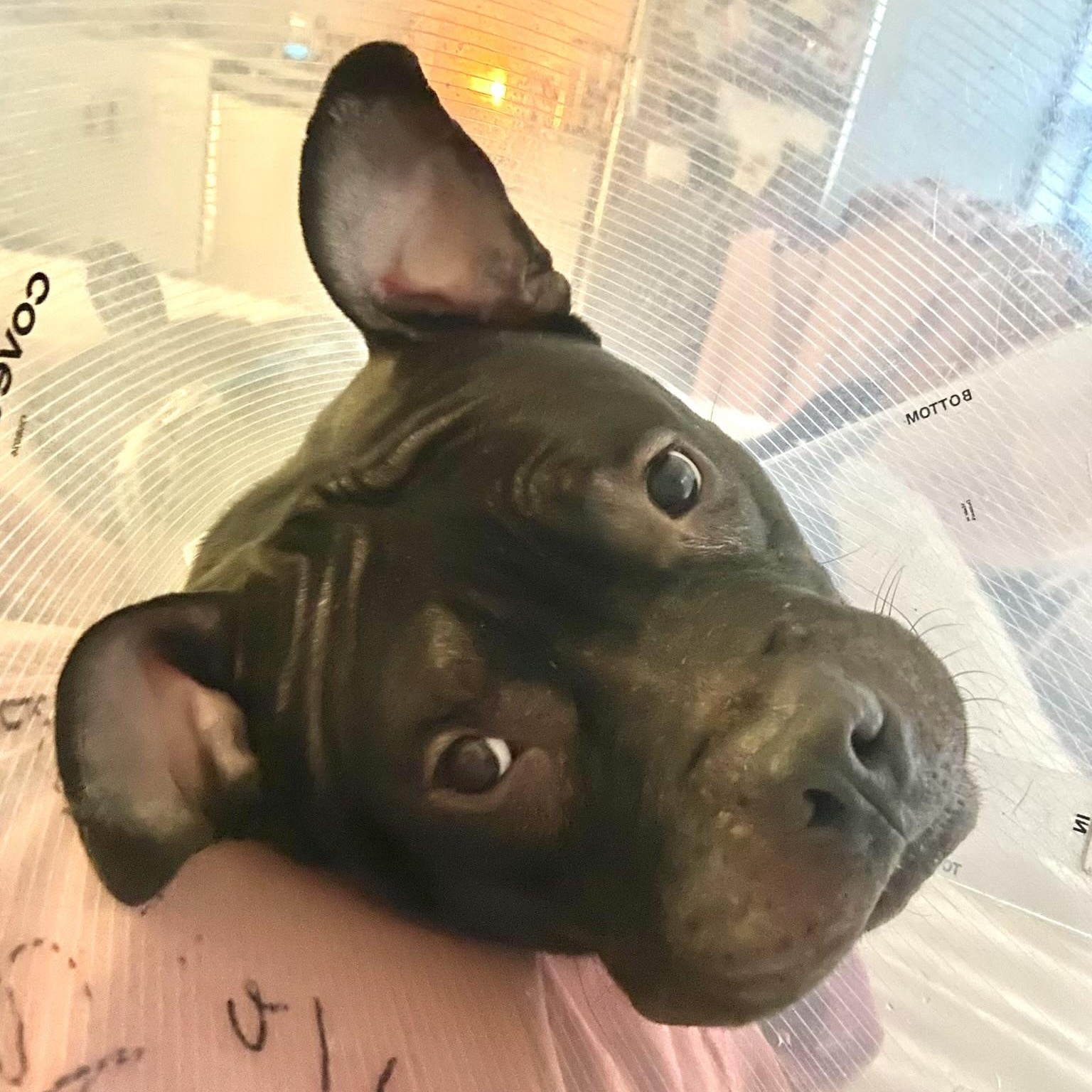 Bernie, a Adoptable Pit Bull Terrier in Chicago, IL image 4/6