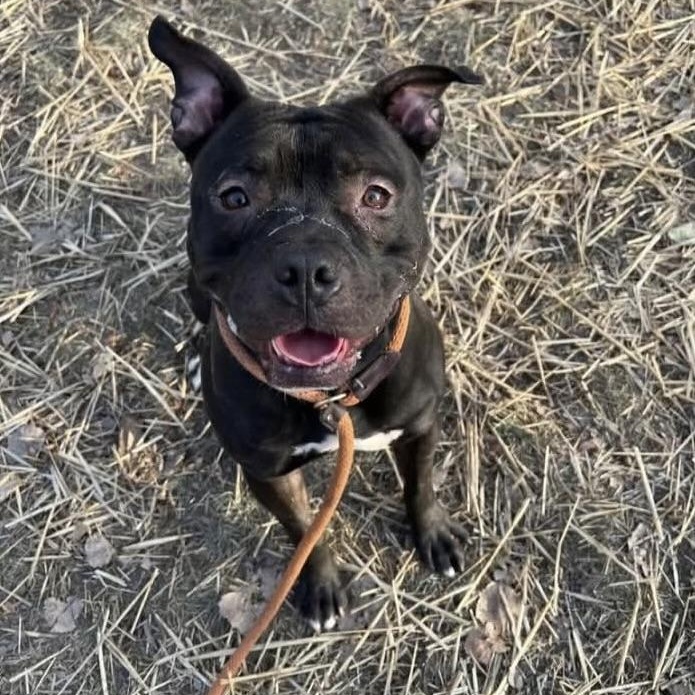Bernie, a Adoptable Pit Bull Terrier in Chicago, IL image 5/6