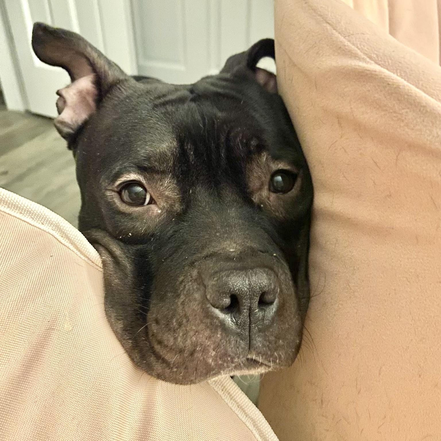 Bernie, a Adoptable Pit Bull Terrier in Chicago, IL image 6/6