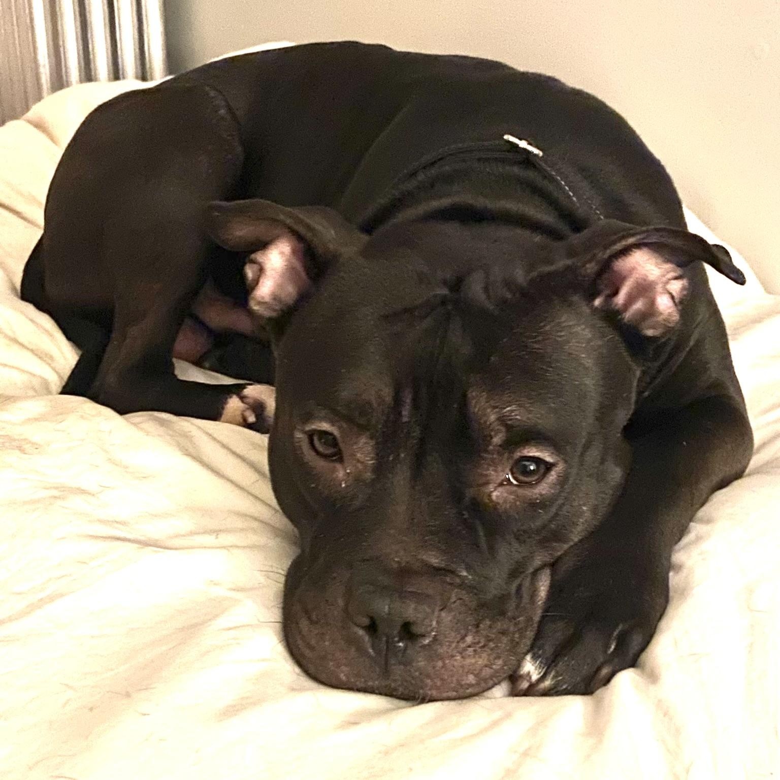 Bernie, a Adoptable Pit Bull Terrier in Chicago, IL image 2/6