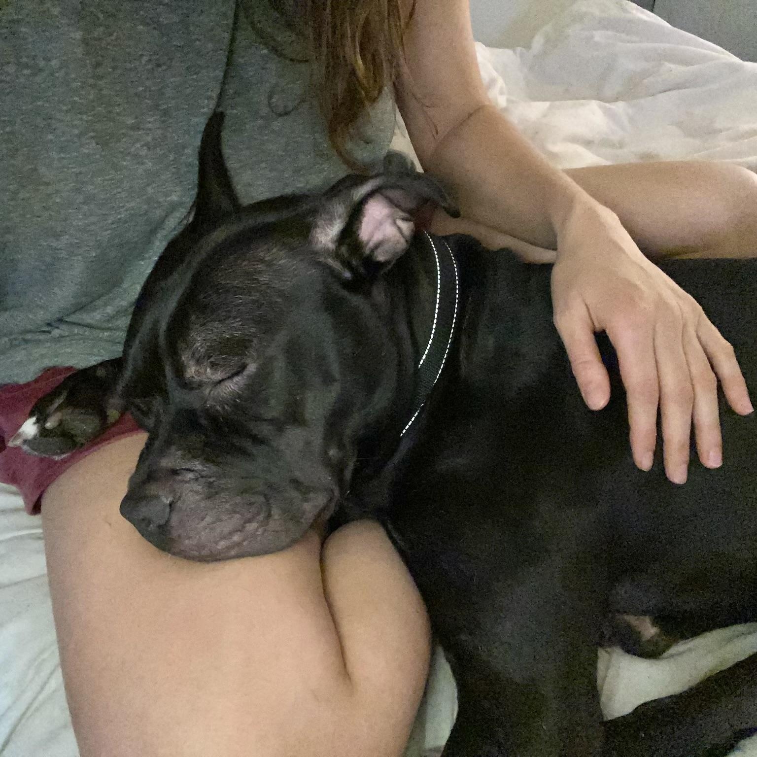 Bernie, Adult Male Pit Bull Terrier